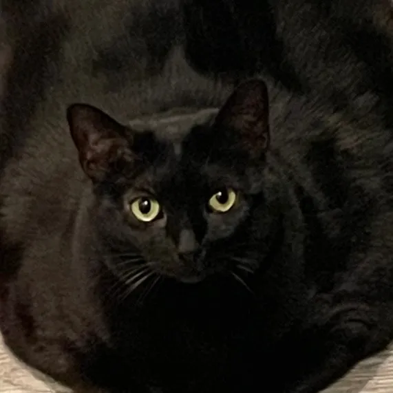 fifi.la.floof