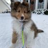 pepinthesheltie