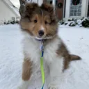 @pepinthesheltie