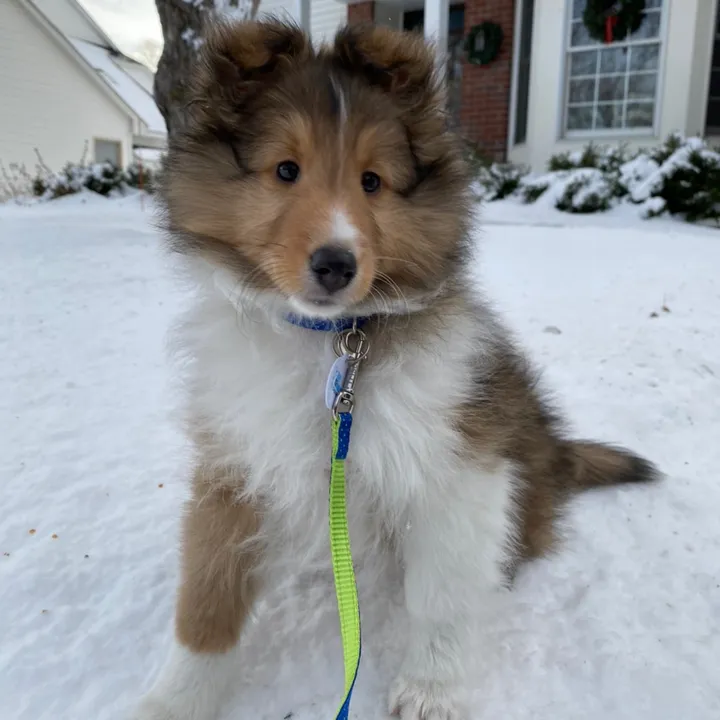 pepinthesheltie