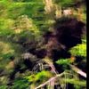 forestfriend70