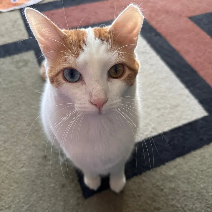 @adventuresofbabykitty