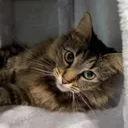 @roxysnowballcats