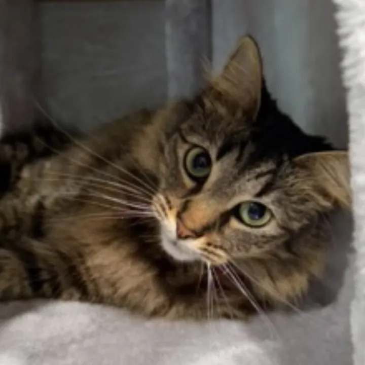 @roxysnowballcats