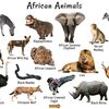 1990animals