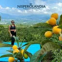 @nisperolandia