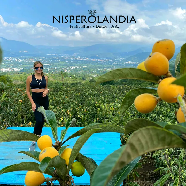 nisperolandia