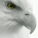 @ro.o.o.o.o.o.o