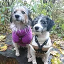 @lucy_und_pepe.official