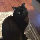 @kittyspookyjim