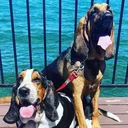 @ruledbyhounds