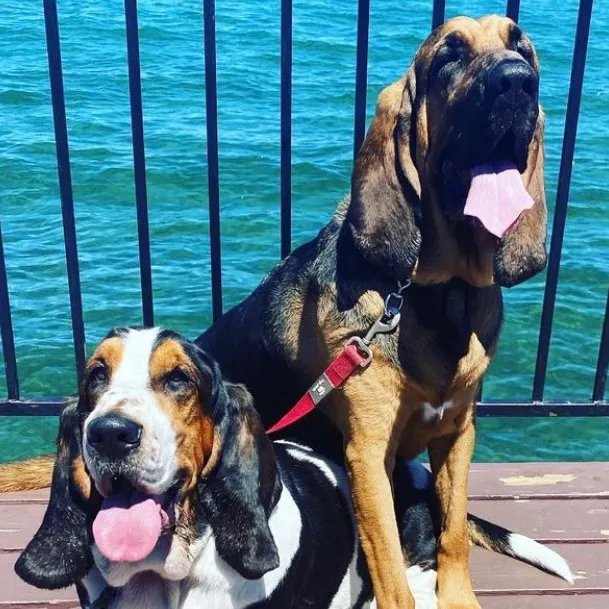 ruledbyhounds