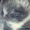 kutekitty_skye