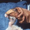vulture_puppeteer