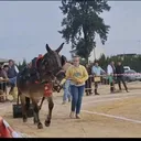@casaamodeo