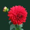 khadija_compulatr