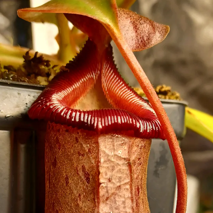 @logs_plants