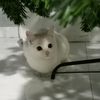 tifany.a8