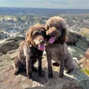 @bini.dipsy.doodle