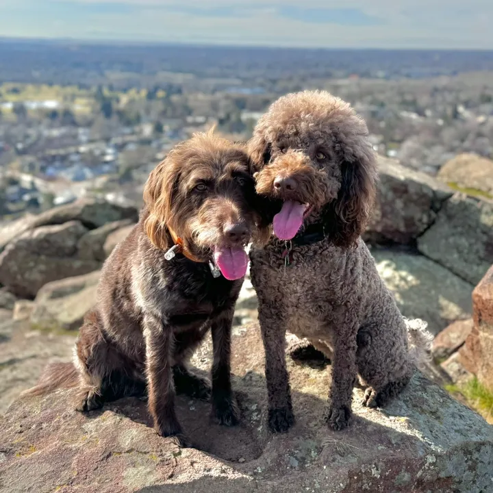 bini.dipsy.doodle