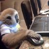 music.monke
