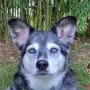 @pawsitivethought