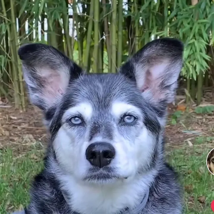 pawsitivethought