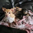 @red3puppys