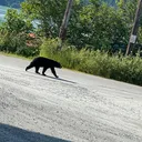 @animalinteractions1