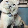 dailydoseof_blu1