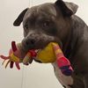 uk__dogs