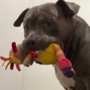 @uk__dogs