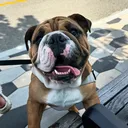 @thurgoodthebulldog