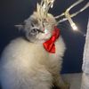 daisy.cat.diaries