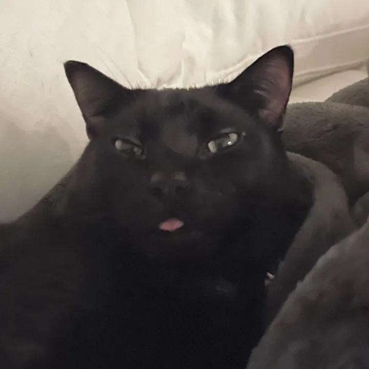 certifiedbeanboyy