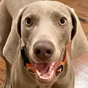 @zoeytheweim