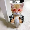 @catorrre