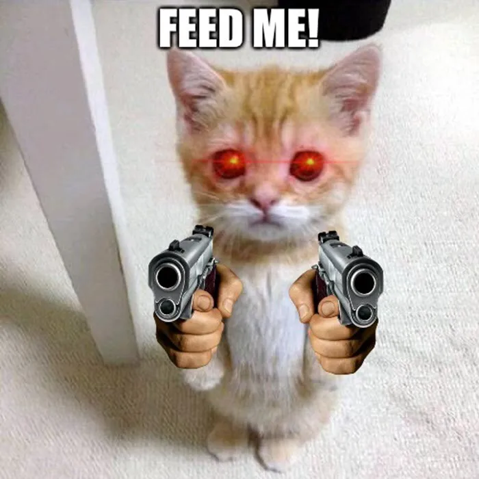 catorrre