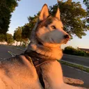 @pakohuskys