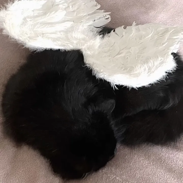 luwyvss