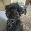 cosmothebear1