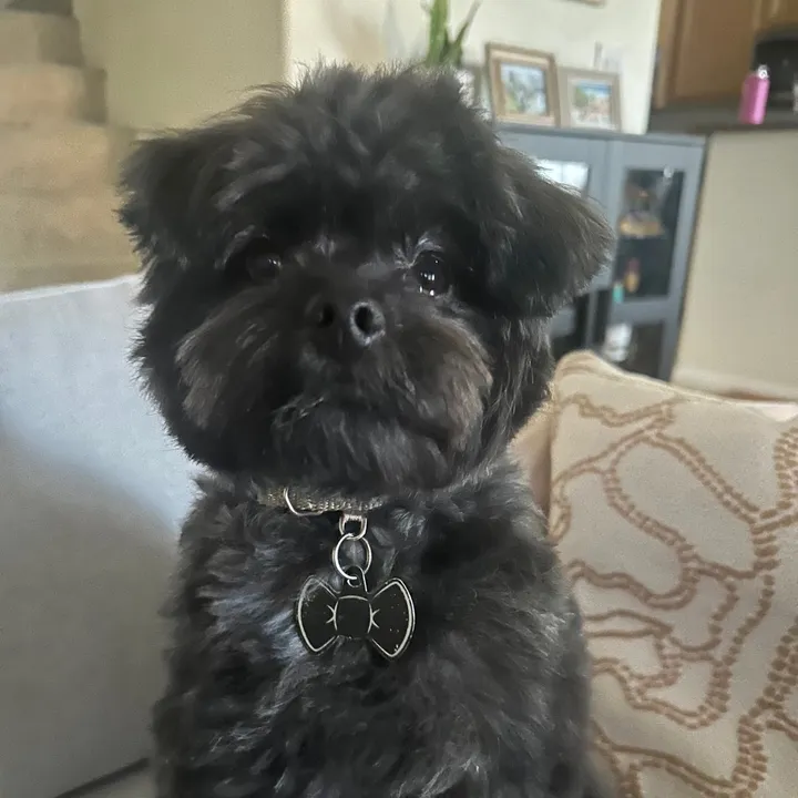 cosmothebear1