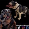 satx_bulldogz