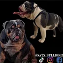 @satx_bulldogz