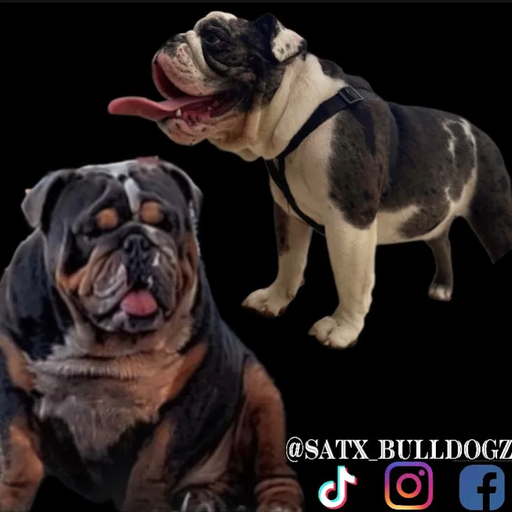 @satx_bulldogz