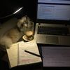 duetostudy0