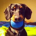 @crusoe_dachshund