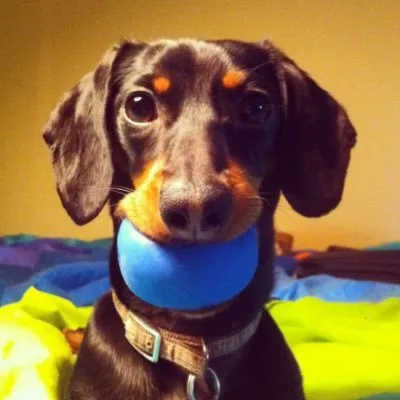 @crusoe_dachshund