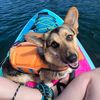 montymolecorgi
