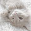 chickennugget_156